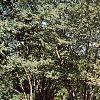 Amelanchier laevis, habit