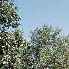 Amelanchier laevis, habit