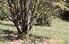 Amelanchier laevis, habit