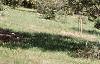 Amelanchier laevis, habit