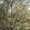 Amelanchier laevis, habit