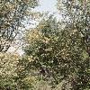 Amelanchier laevis, habit