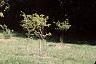 Amelanchier laevis, habit
