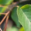 Amelanchier laevis, leaves