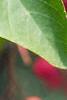 Amelanchier laevis, leaves
