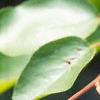 Amelanchier laevis, leaves