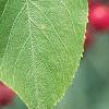 Amelanchier laevis, leaves