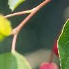 Amelanchier laevis, leaves
