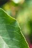 Amelanchier laevis, leaves