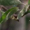 Amelanchier laevis, flowers