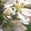 Amelanchier laevis, flowers