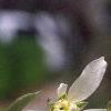 Amelanchier laevis, flowers