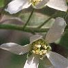 Amelanchier laevis, flowers