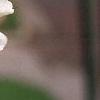 Amelanchier laevis, flowers