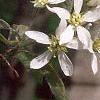 Amelanchier laevis, flowers