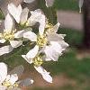 Amelanchier laevis, flowers