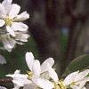 Amelanchier laevis, flowers