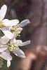 Amelanchier laevis, flowers