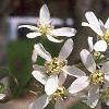 Amelanchier laevis, flowers