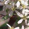 Amelanchier laevis, flowers