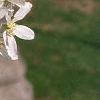 Amelanchier laevis, flowers