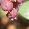 Amelanchier laevis, fruit