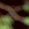 Amelanchier laevis, fruit