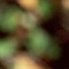 Amelanchier laevis, fruit