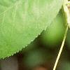 Amelanchier laevis, fruit