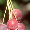 Amelanchier laevis, fruit