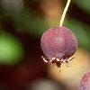 Amelanchier laevis, fruit