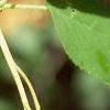 Amelanchier laevis, fruit