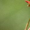 Amelanchier laevis, fruit