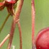 Amelanchier laevis, fruit