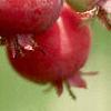 Amelanchier laevis, fruit