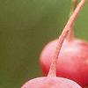 Amelanchier laevis, fruit