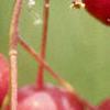 Amelanchier laevis, fruit