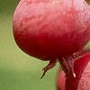 Amelanchier laevis, fruit