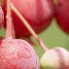 Amelanchier laevis, fruit