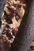 Amelanchier laevis, bark
