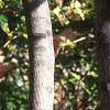 Amelanchier laevis, bark