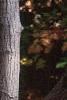 Amelanchier laevis, bark