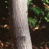 Amelanchier laevis, bark