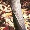 Amelanchier laevis, bark