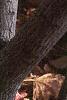 Amelanchier laevis, bark