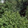 Amelanchier stolonifera, habit