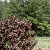 Amelanchier stolonifera, habit