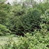 Amelanchier stolonifera, habit