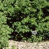 Amelanchier stolonifera, habit