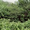 Amelanchier stolonifera, habit